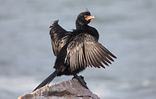 Crowned Cormorant, Phalacrocorax coronatus.jpg