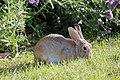 Sylvilagus nuttallii (29723452411).jpg