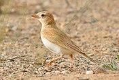 Dunn's Lark.jpg