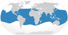 Cypron-Range Isurus paucus.svg