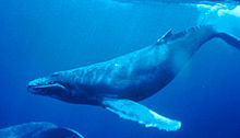Humpback whale swimming under water