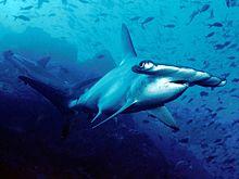 Scalloped hammerhead cocos.jpg