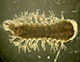 Ozobranchus jantseanus cropped.jpg