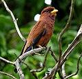 Broad-billed Roller, Ankarafantsika, Madagascar, crop.jpg