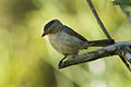 Pileated Finch - Brazil S4E1197 (23365435306).jpg