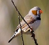 Taeniopygia guttata -Karratha, Pilbara, Western Australia, Australia -male-8 (2).jpg