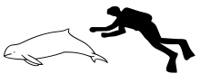 Irrawaddy dolphin size.svg