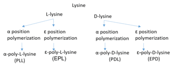 Polylysine derivatives.png