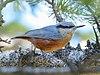 Kashmir Nuthatch (Sitta cashmirensis) (48553160711) (cropped).jpg
