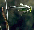 Narcissus viridiflorus 1.jpg