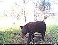 Ursus americanus machetes.jpg