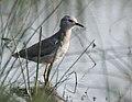 White-tailed Lapwing I MG 9541.jpg