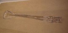 Gnathosaurus JWPhoto.jpg