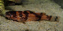 Microglanis (1).JPG