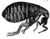 Micrographia Scheme 34.png