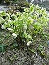 Helleborus odorus (Ranunculaceae) plant.jpg