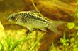 Corydoras elegans.jpg