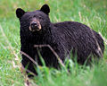 Black bear Yellowstone NP 2008.jpg