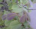 Purple-flushing Ulmus glabra (1).jpg