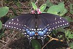 Pristine Black Swallowtail.jpg