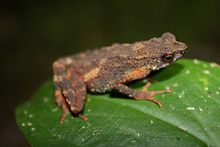 Kinabalu Slender Toad (Ansonia hanitschi)7.jpg