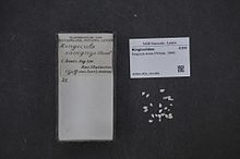 Naturalis Biodiversity Center - RMNH.MOL.231382 - Ringicula acuta (Philippi, 1849) - Ringiculidae - Mollusc shell.jpeg