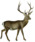 The deer of all lands (1898) Hangul white background.png