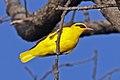 African golden oriole (Oriolus auratus notatus).jpg