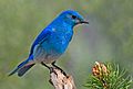 Mountain Bluebird.jpg