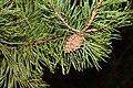 Pinus sylvestris 2020 G2.jpg