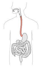 Tractus intestinalis esophagus.svg