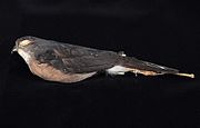 Naturalis Biodiversity Center - ZMA.AVES.47471 - Accipiter nanus Blasius, W.H., 1897 - Accipitridae - skin specimen.jpeg