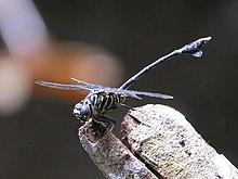 Ictinogomphus regisalberti 1436873.jpg
