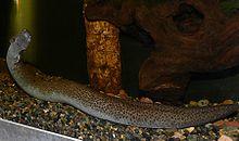 Siren intermedia 1.jpg