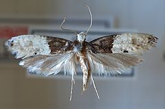 Trichophaga.tapetzella.mounted.jpg