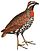 Margaroperdix madagarensis 1838 white background.jpg