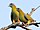 Yellow-footed green pigeon (Treron phoenicoptera) Photograph by Shantanu Kuveskar.jpg