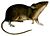 MusMuralisSmit white background.jpg