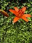 Flower: Western red lily