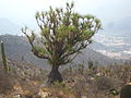 Beaucarnea gracilis Puebla.jpg