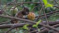 Hoary-bellied Himalayan Squirrel WLB IMG 0020.jpg