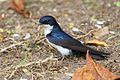 Notiochelidon cyanoleuca 01.jpg