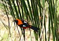 Orange-backed Troupial (Icterus croconotus) (28557678726).jpg