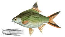 Barbonymus schwanenfeldii Bleeker.jpg