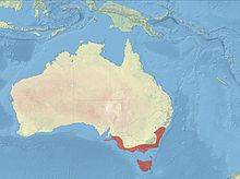 Beautiful Firetail Distribution.jpg