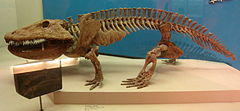 Eryops - National Museum of Natural History - IMG 1974.JPG