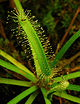Drosera1.jpg