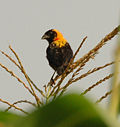 Black bishop bigodi dec05.jpg