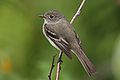 Empidonax alnorum CT2.jpg