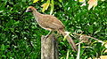 Ortalis (guttata) araucuan (2818916890).jpg